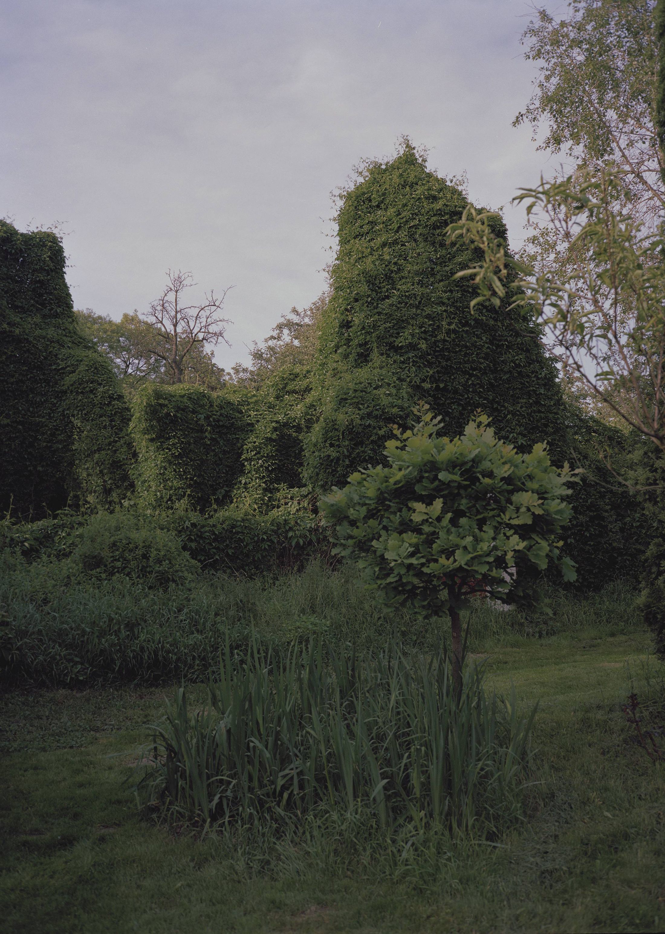 Garden 2011