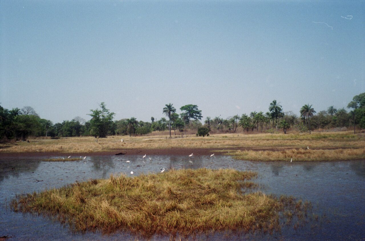 gambia 2011